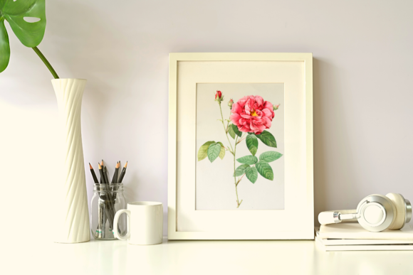 Download Vintage Botanical Illustration of Rose - Botanical Collection