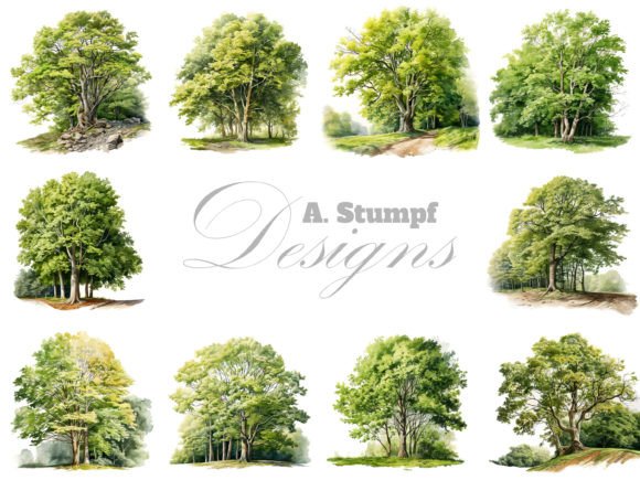 Download Beech Tree Watercolor Botanical Clipart - Botanical Collection
