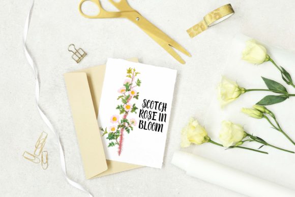 Download White Rose Vintage Botanical Illustration - Botanical Collection